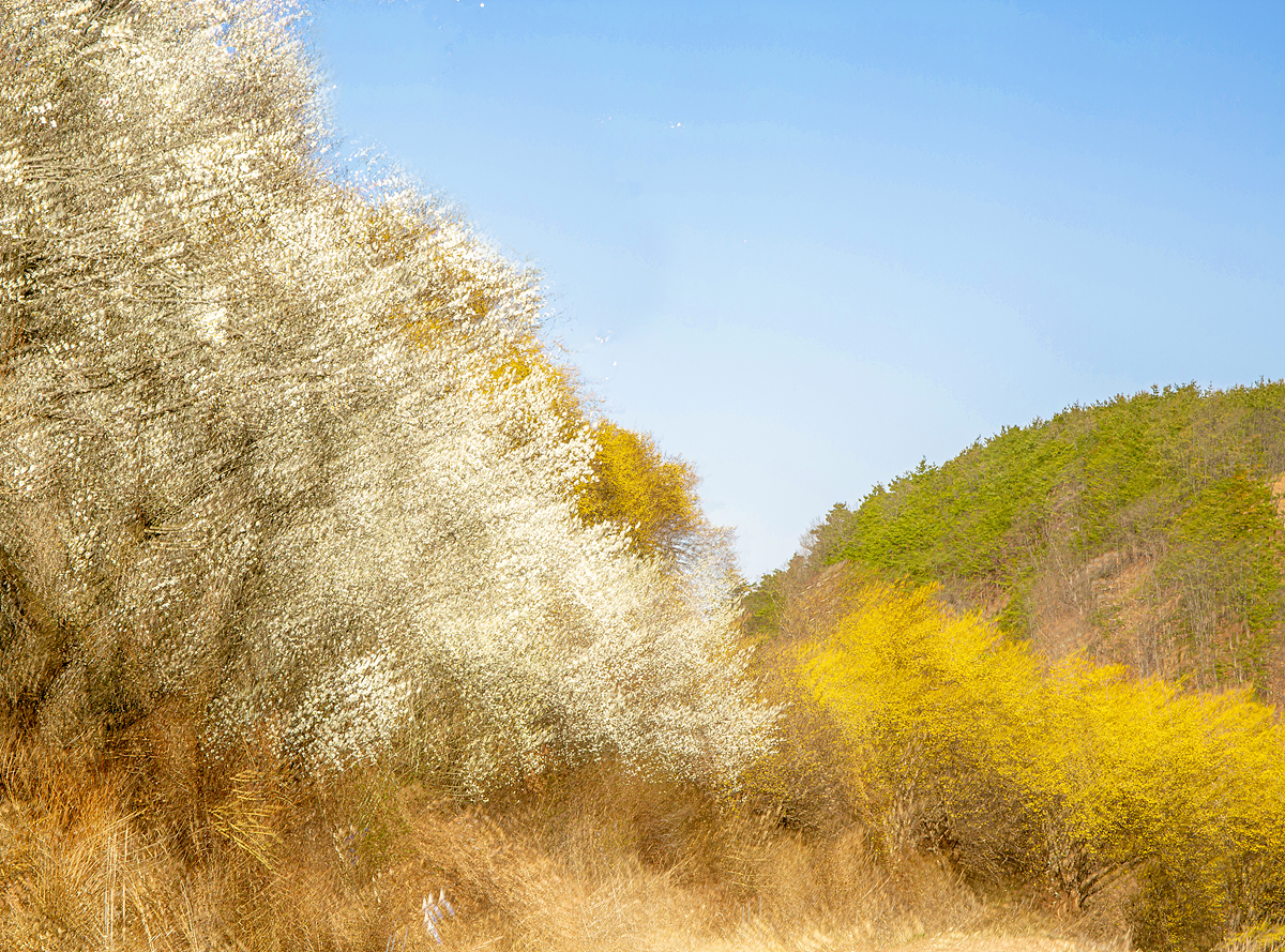 의성 사곡 봄소식.jpg