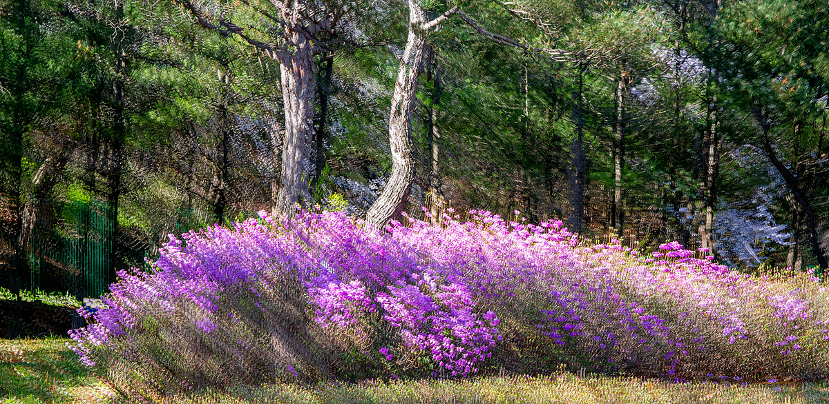 문경 진달래.jpg