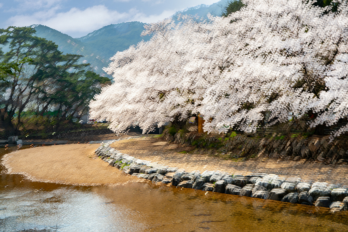 속리산의 봄..jpg