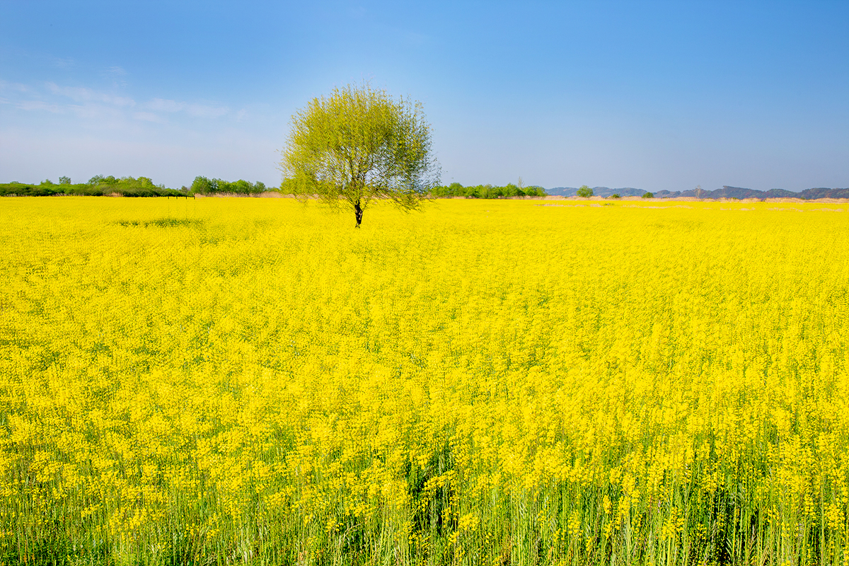 황산대교 유채.jpg