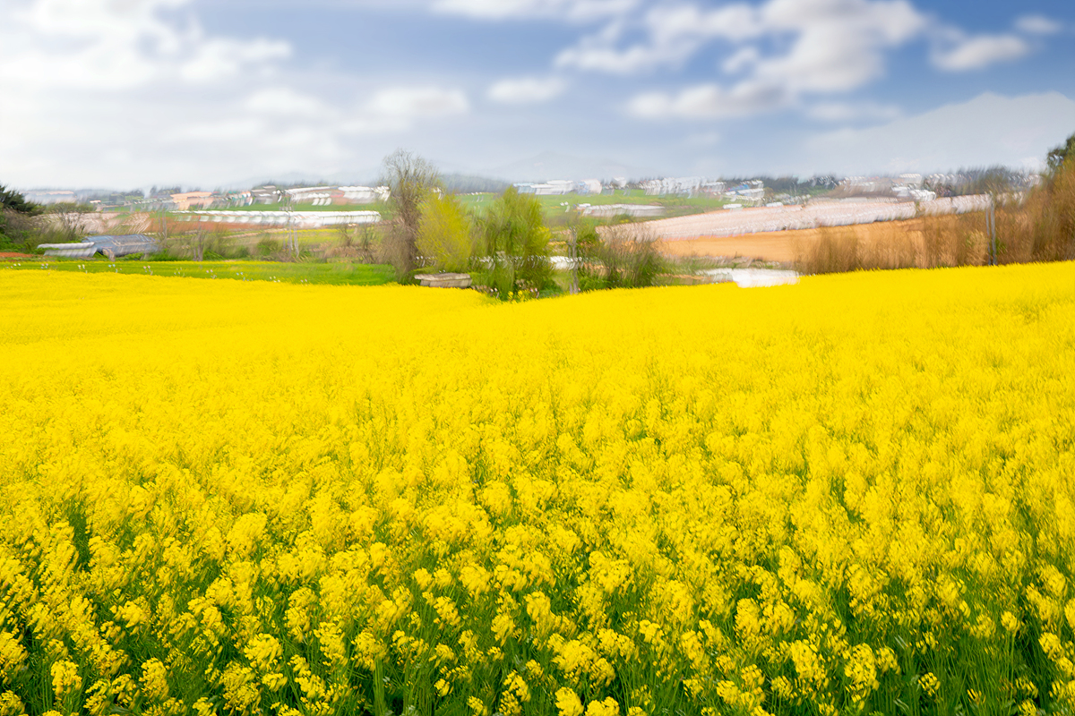 학원농장 유채.jpg