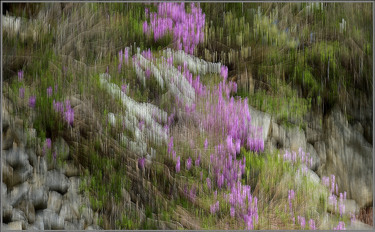 2021_0421월성계곡수달래0214 - 복사본.JPG