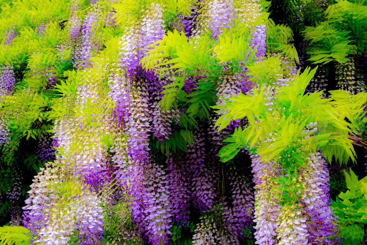 가산 등나무.jpg