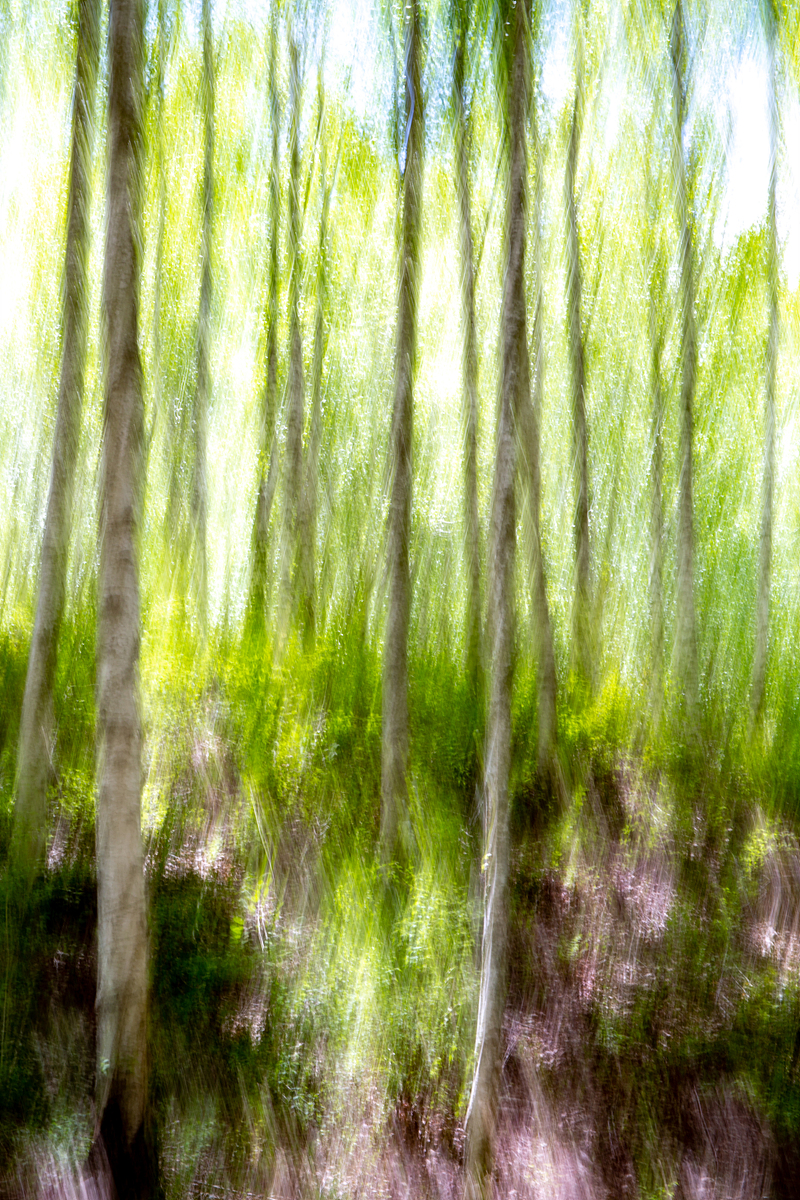 자작나무 숲.jpg
