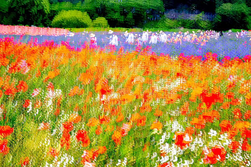 악양뚝방 양귀비.jpg