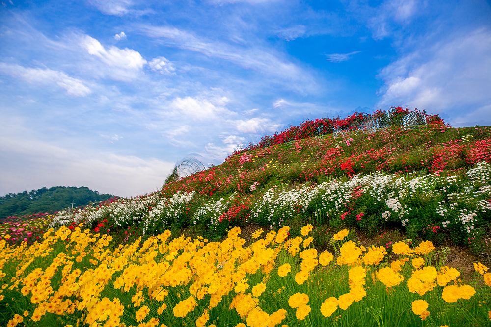 함창 장미공원.jpg