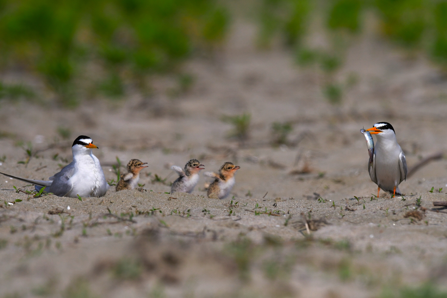 아가야 달려라.jpg