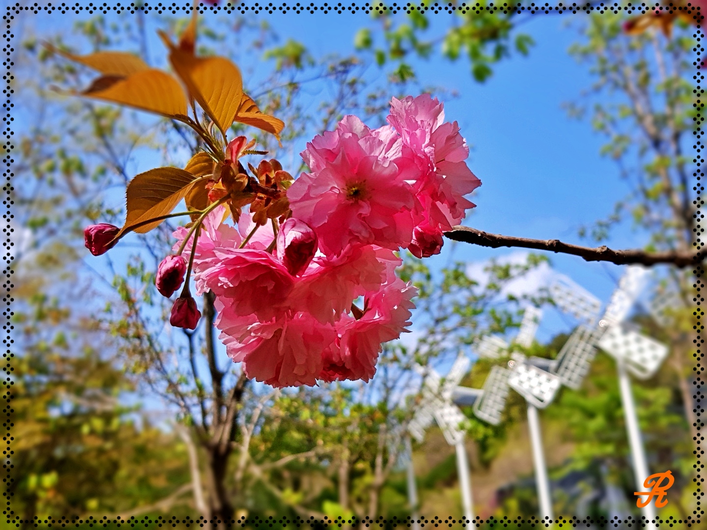 겹벚꽃.jpg
