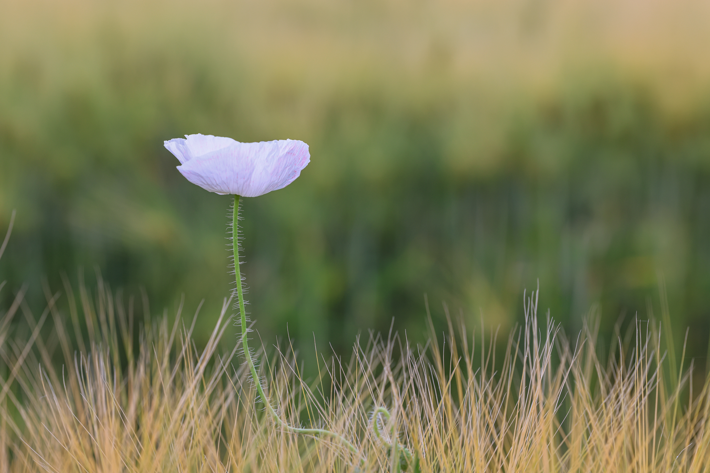 양귀비-2315.jpg