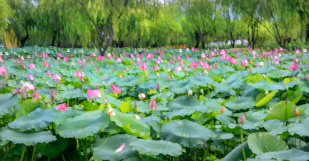 궁남지 풍경.jpg