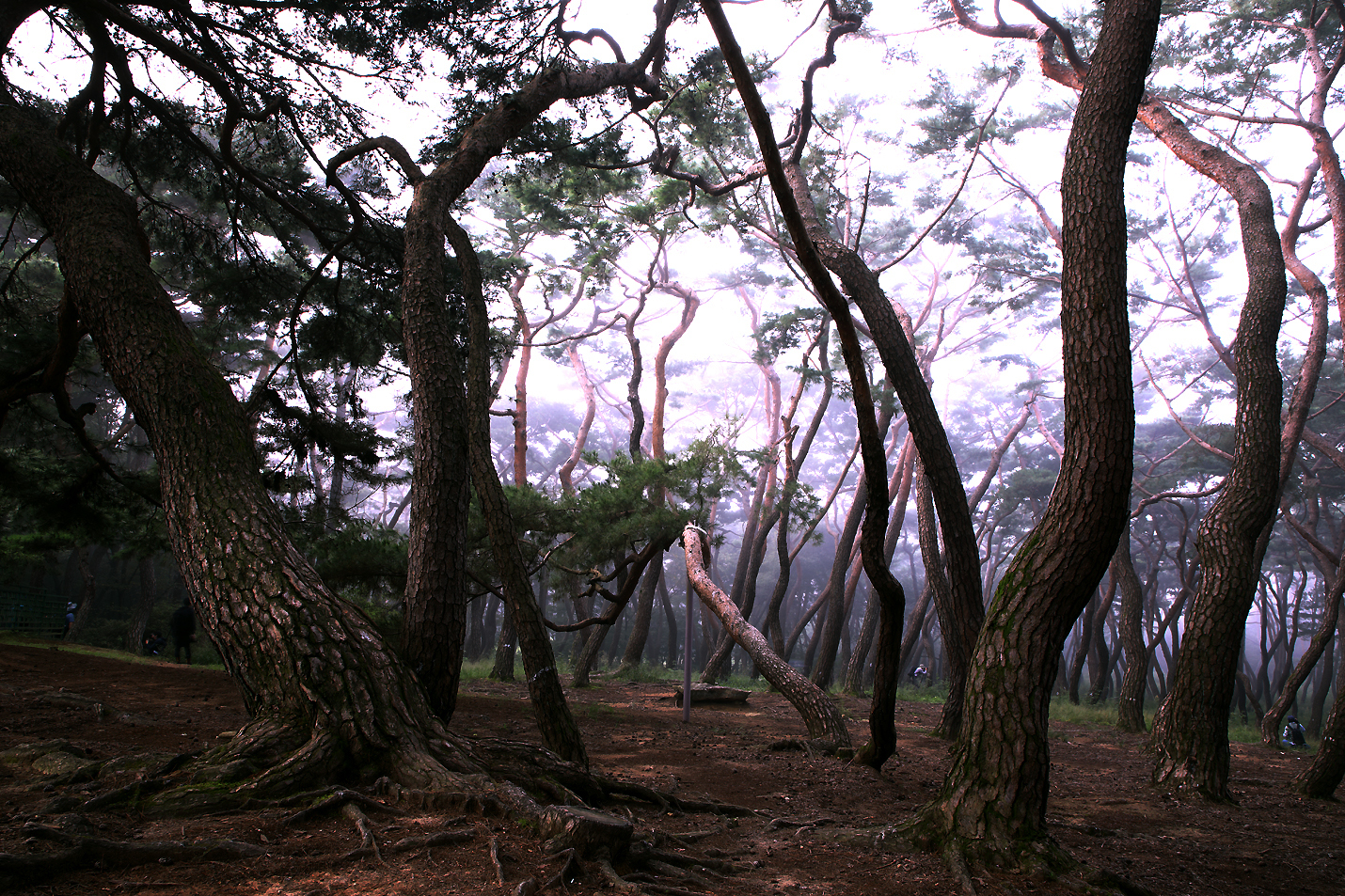 경주삼릉140.JPG