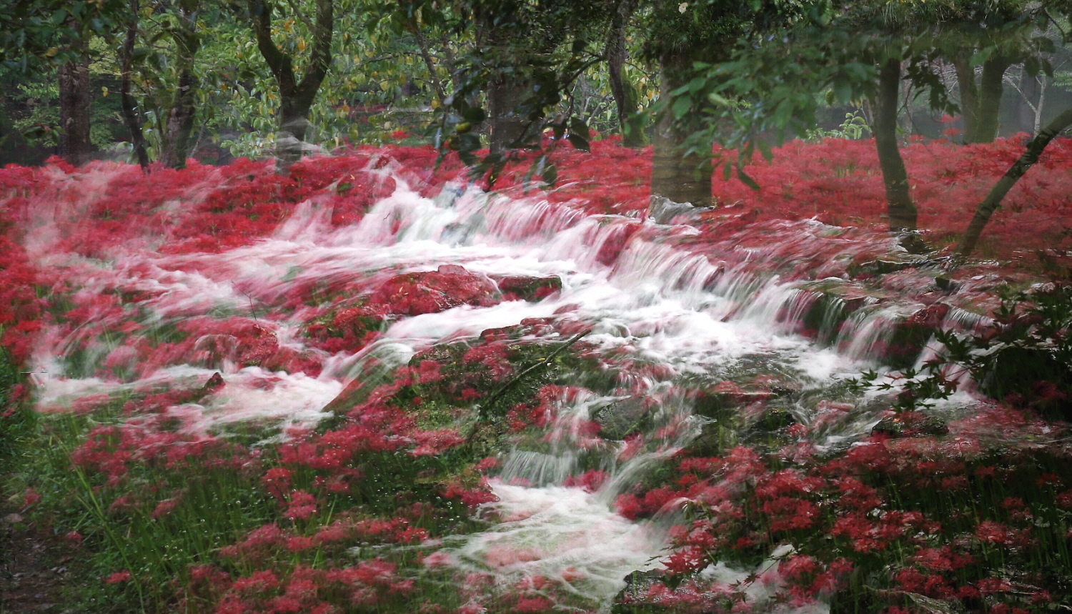 다중상사화 이중144A027.jpg