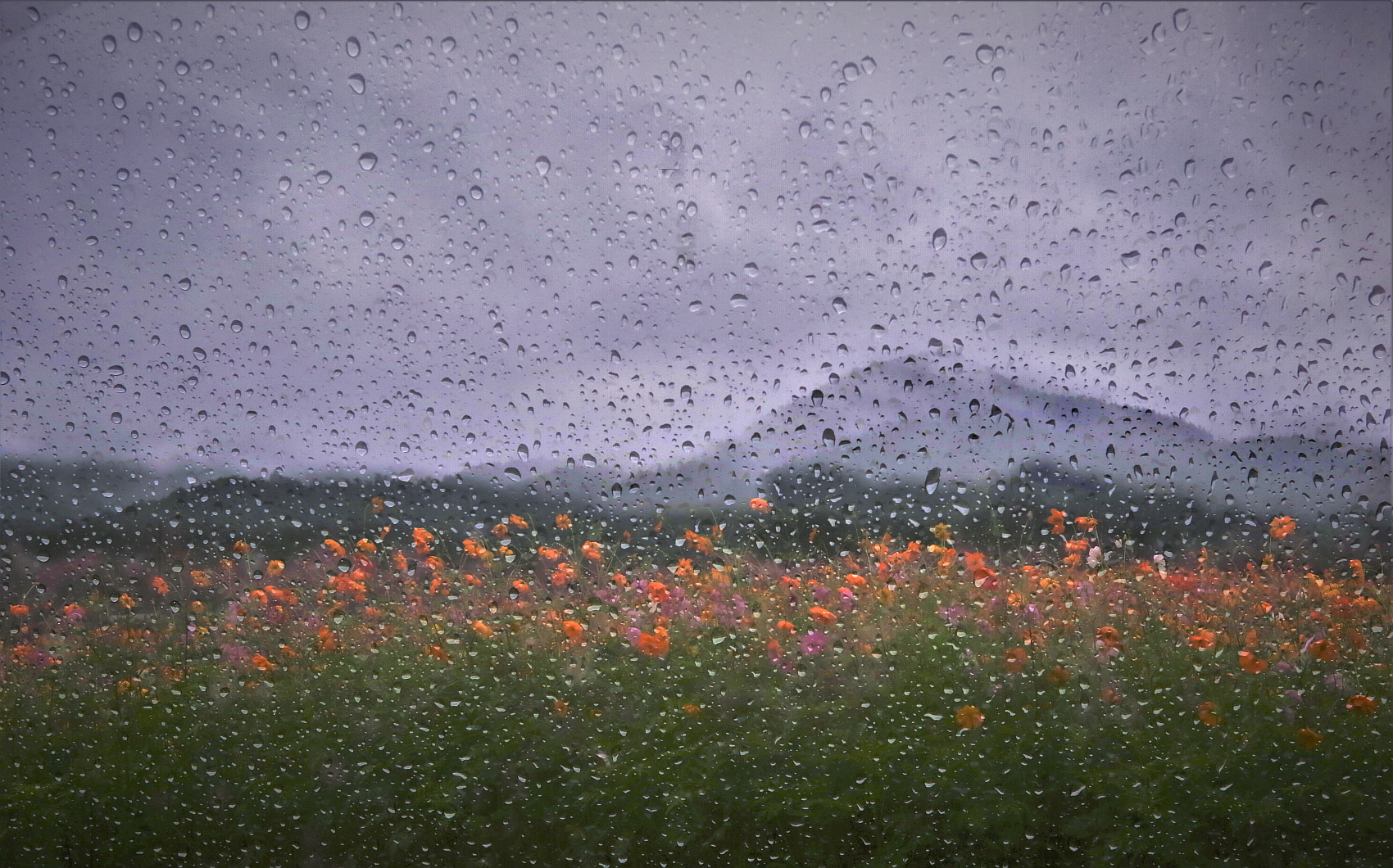 마이산 코스모스144A0186.jpg