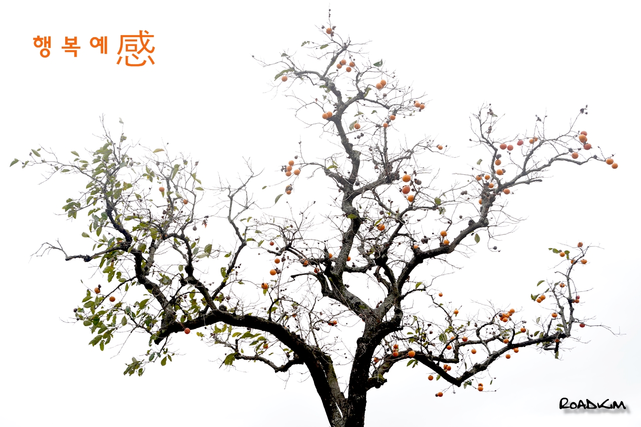 행복예감.jpg