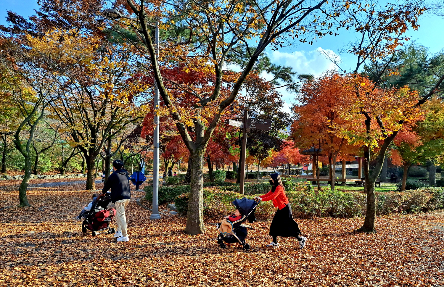 낙엽 덮힌 서울대공원.jpg