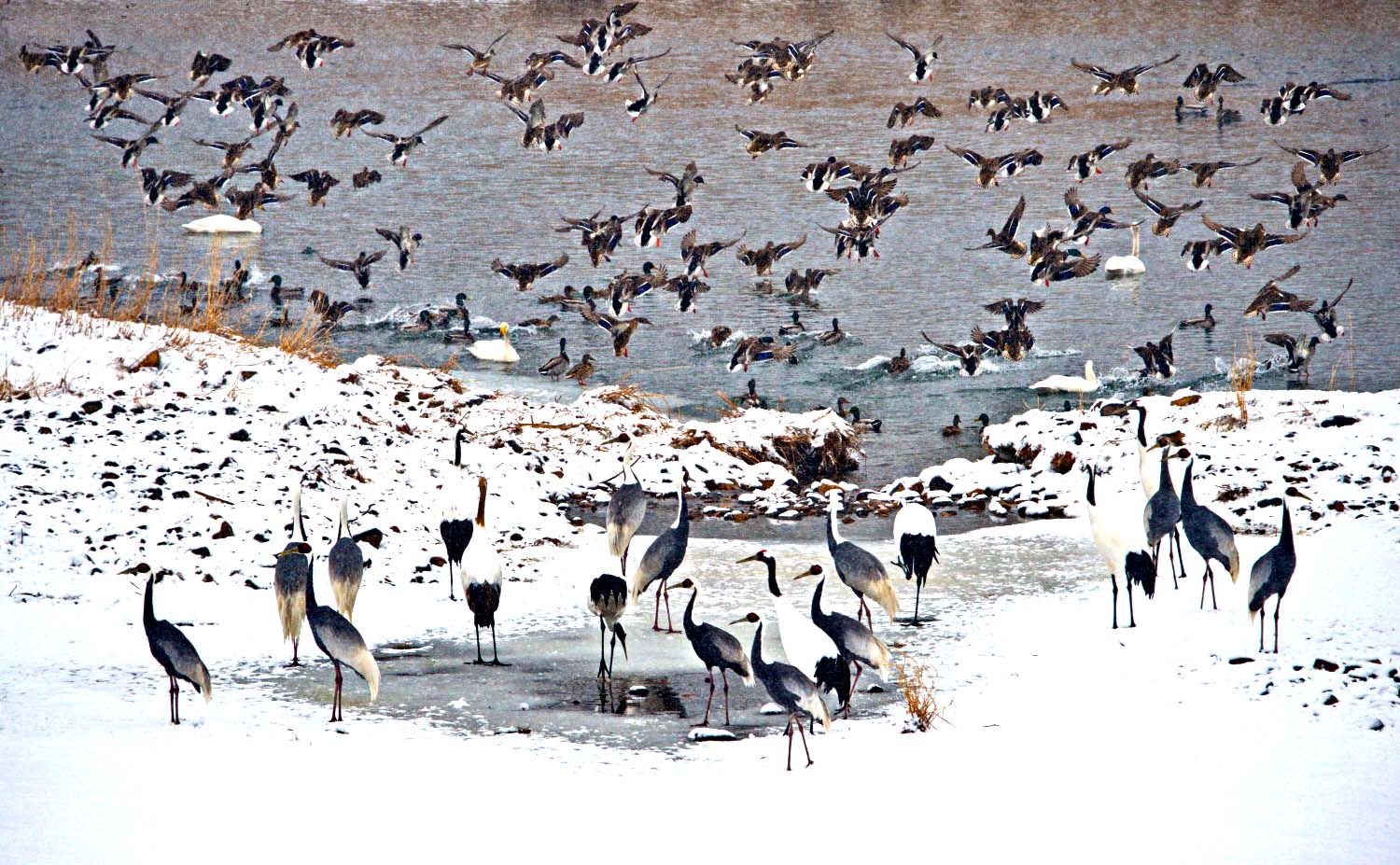 사본 -진객들.jpg