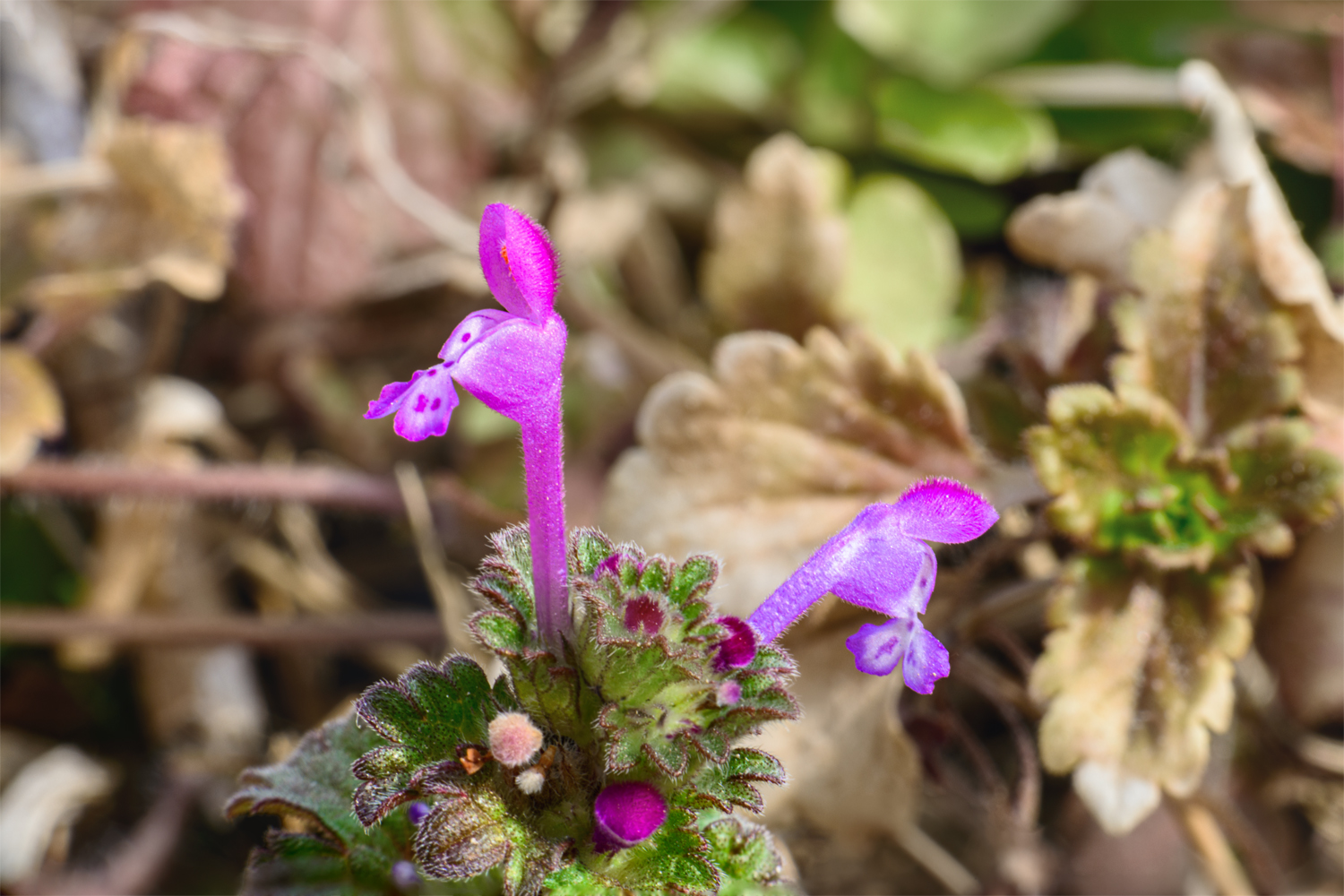 DW3_5405_2 봄꽃.jpg