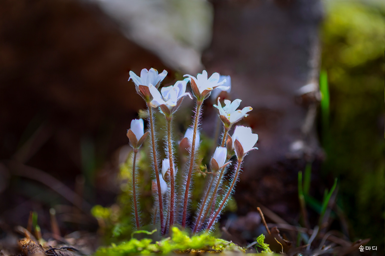 흰 노루귀.jpg