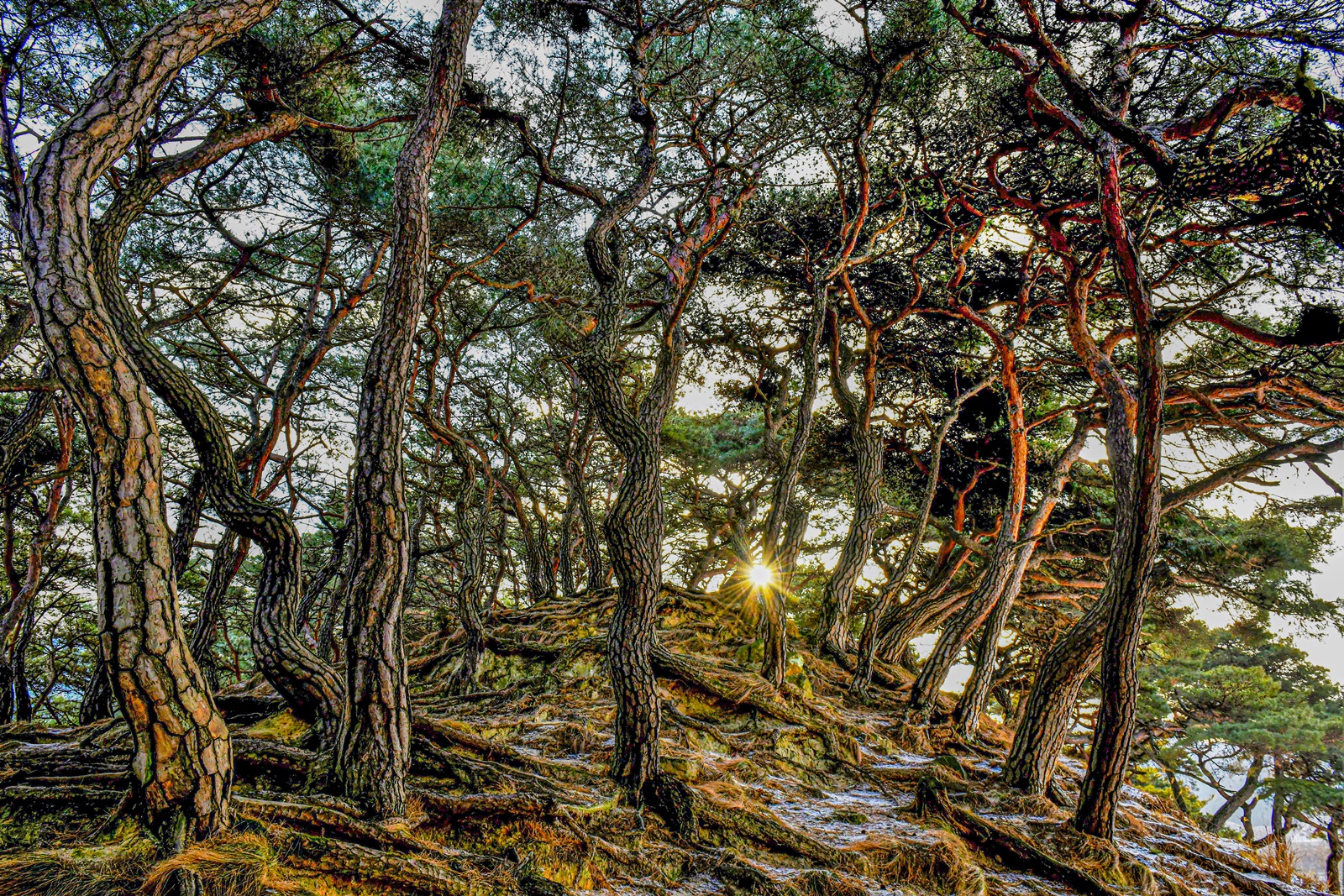 _DSC8103 (2) 복사.jpg