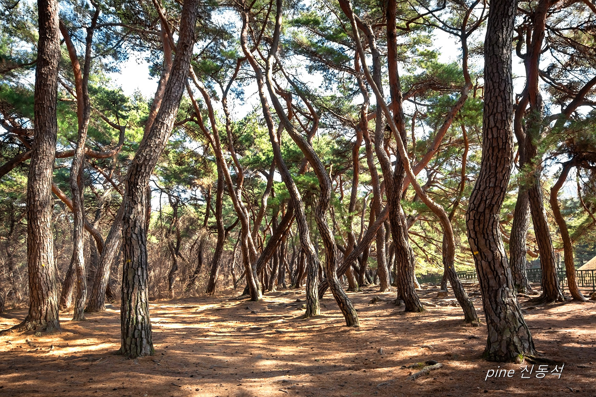 경주 삼릉(220227)02-1.jpg