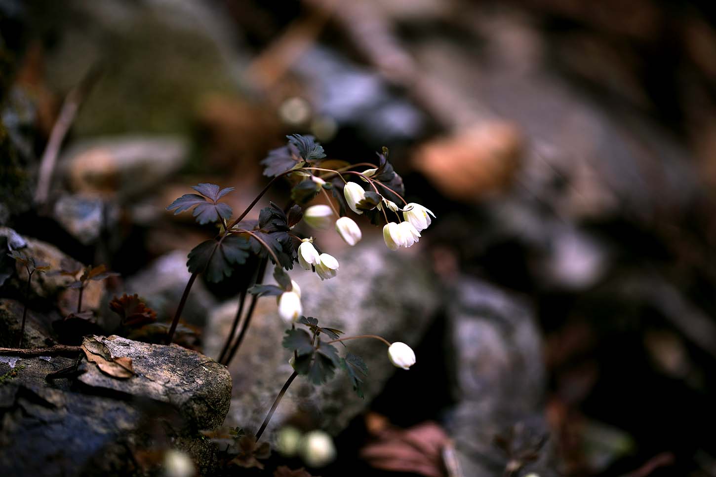 산동 산수유199.JPG