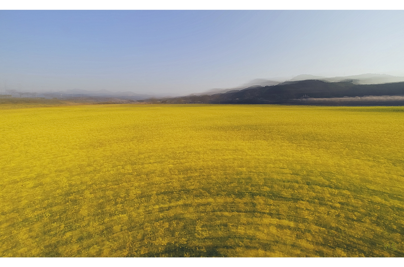 유채물결.jpg
