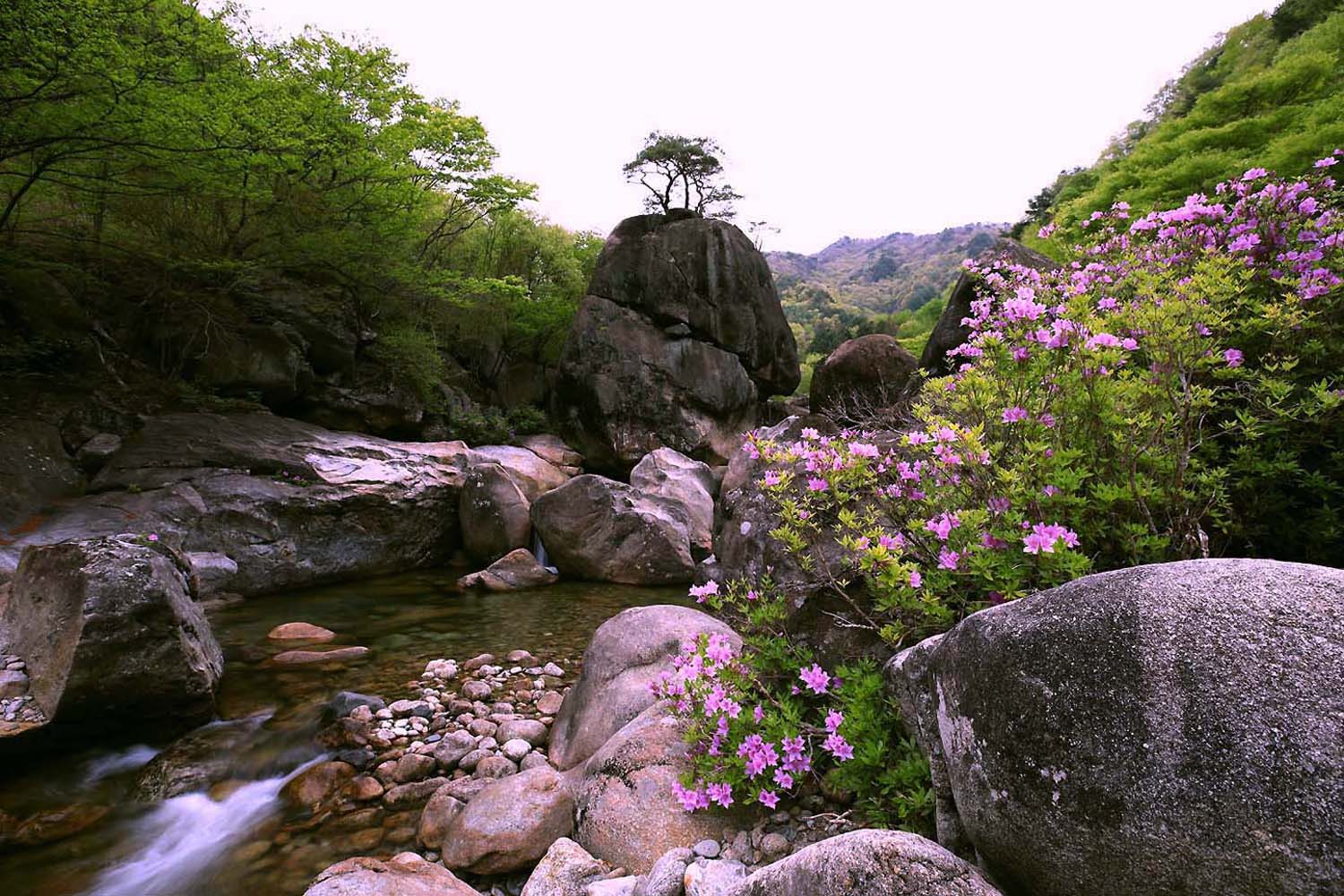 의신골수달래 51(2).JPG