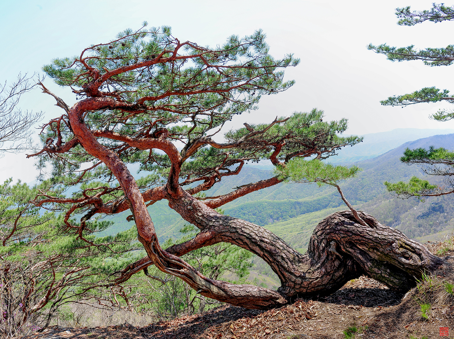 소나무(사) 복사.jpg