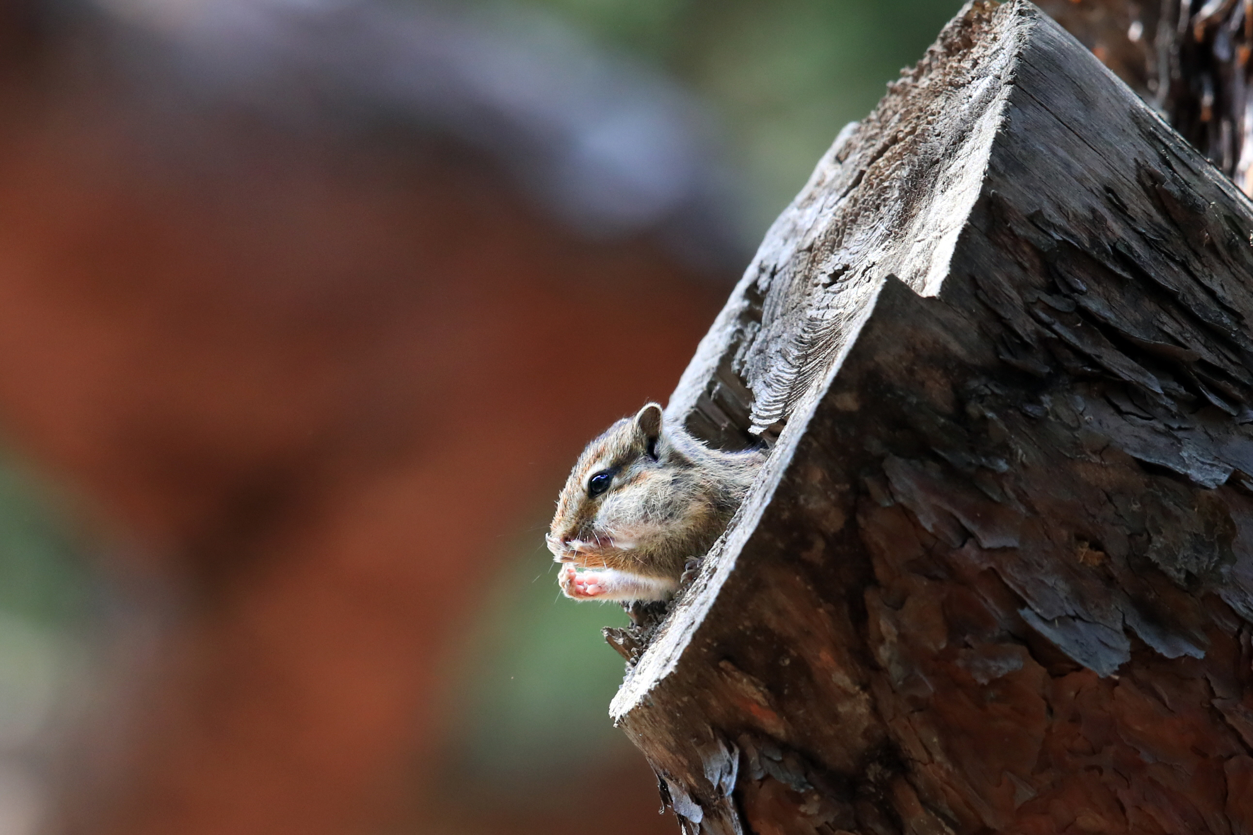 20220419-황성공원 (151).JPG