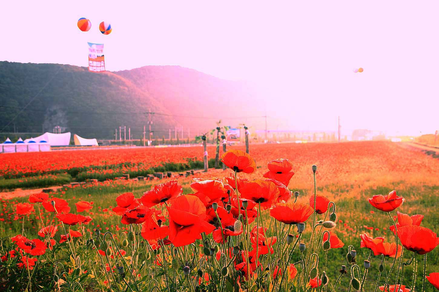 북천 양귀비106.JPG