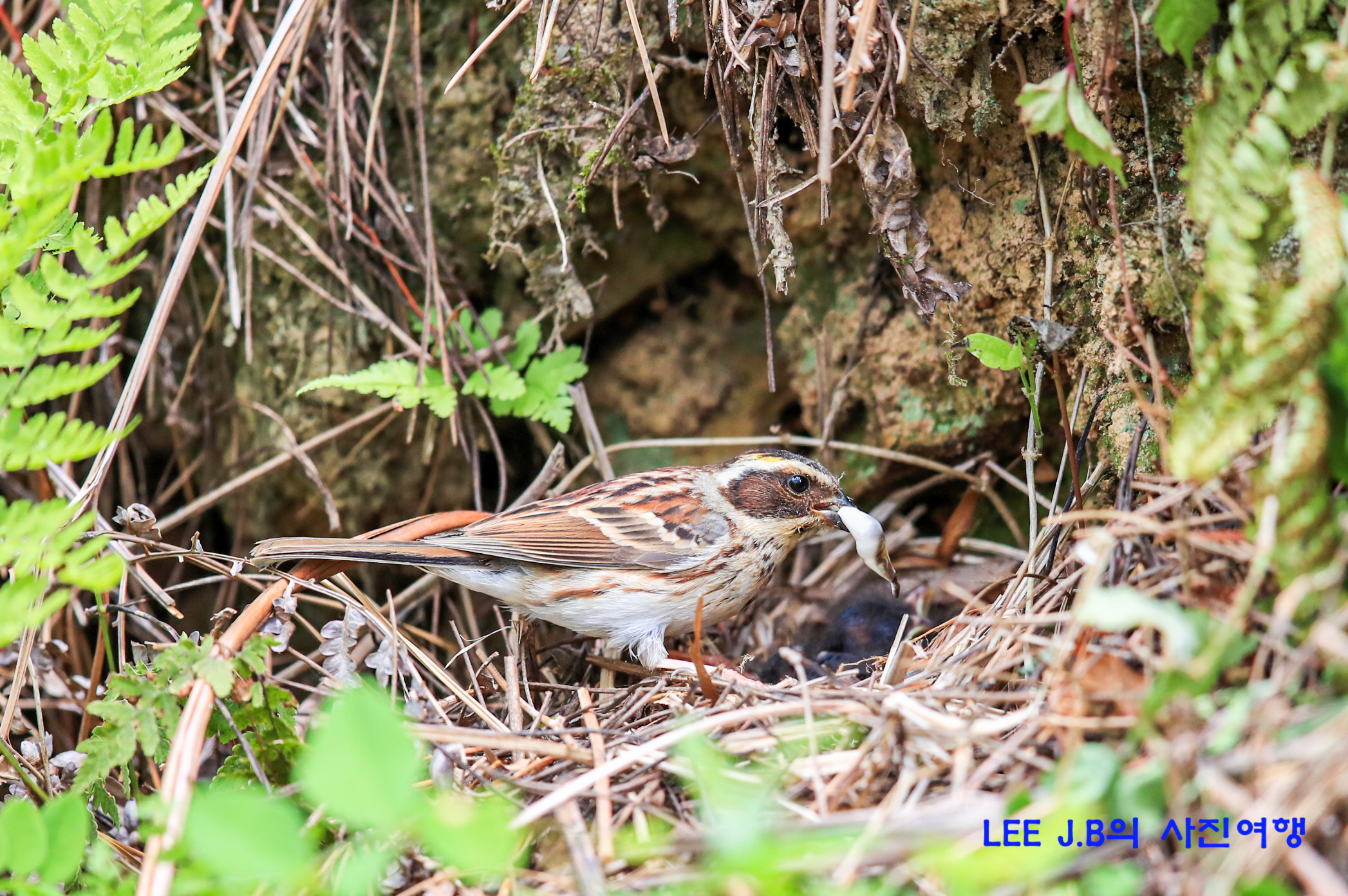 20220511-창선 (113).JPG