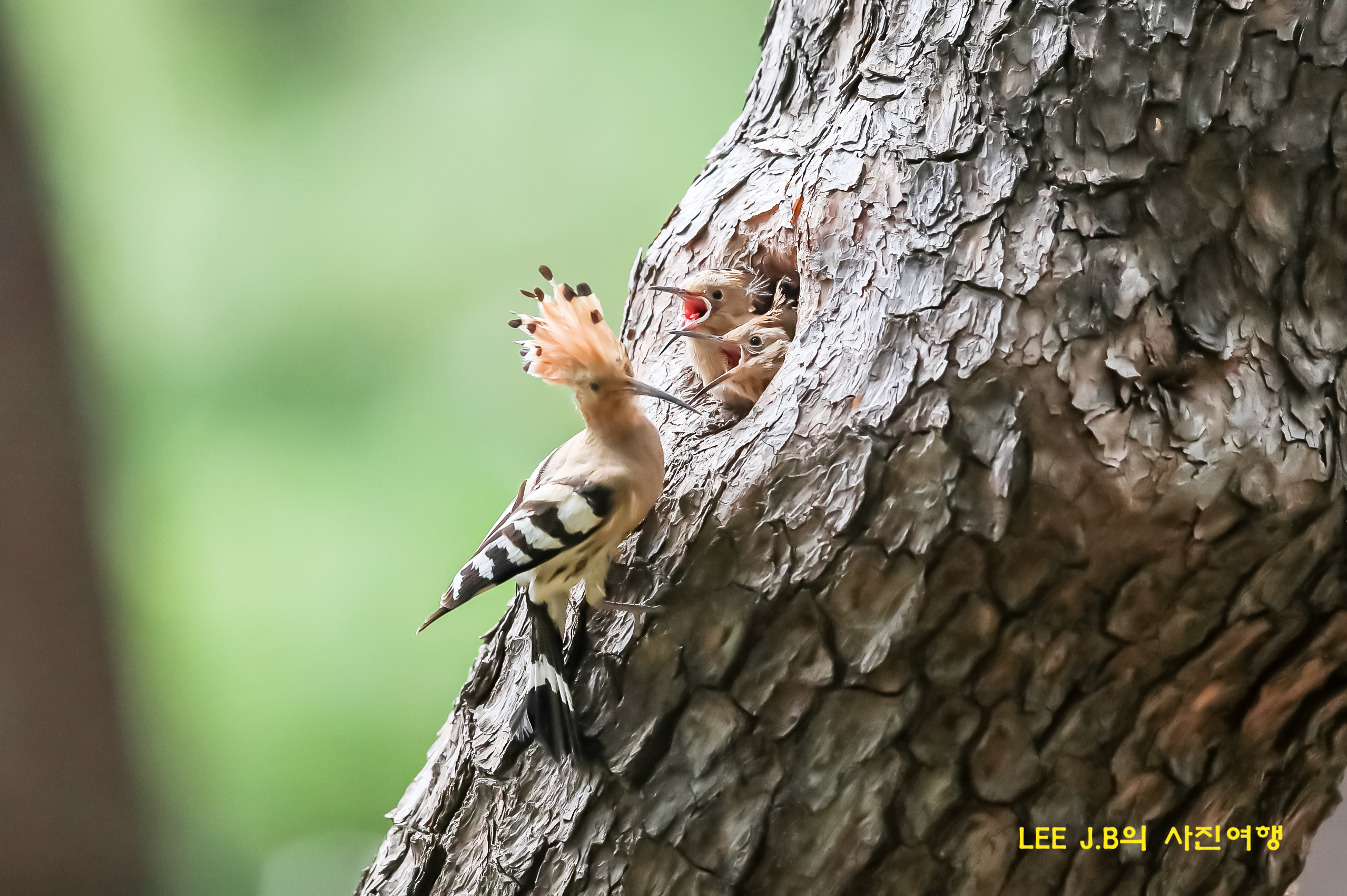 20220517-황성공원2 (59).JPG