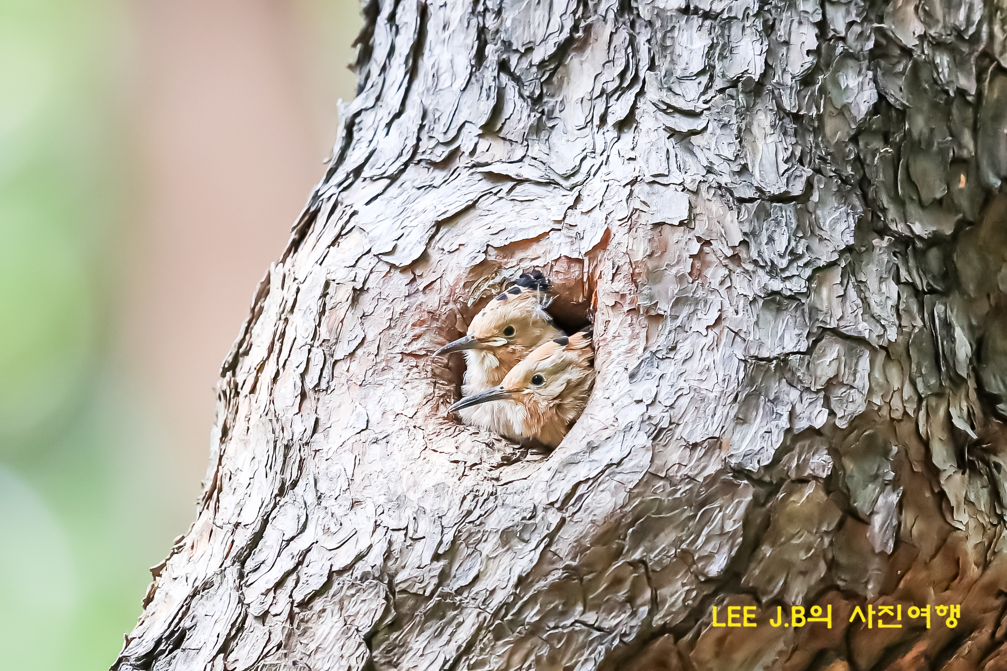 20220517-황성공원2 (62).JPG