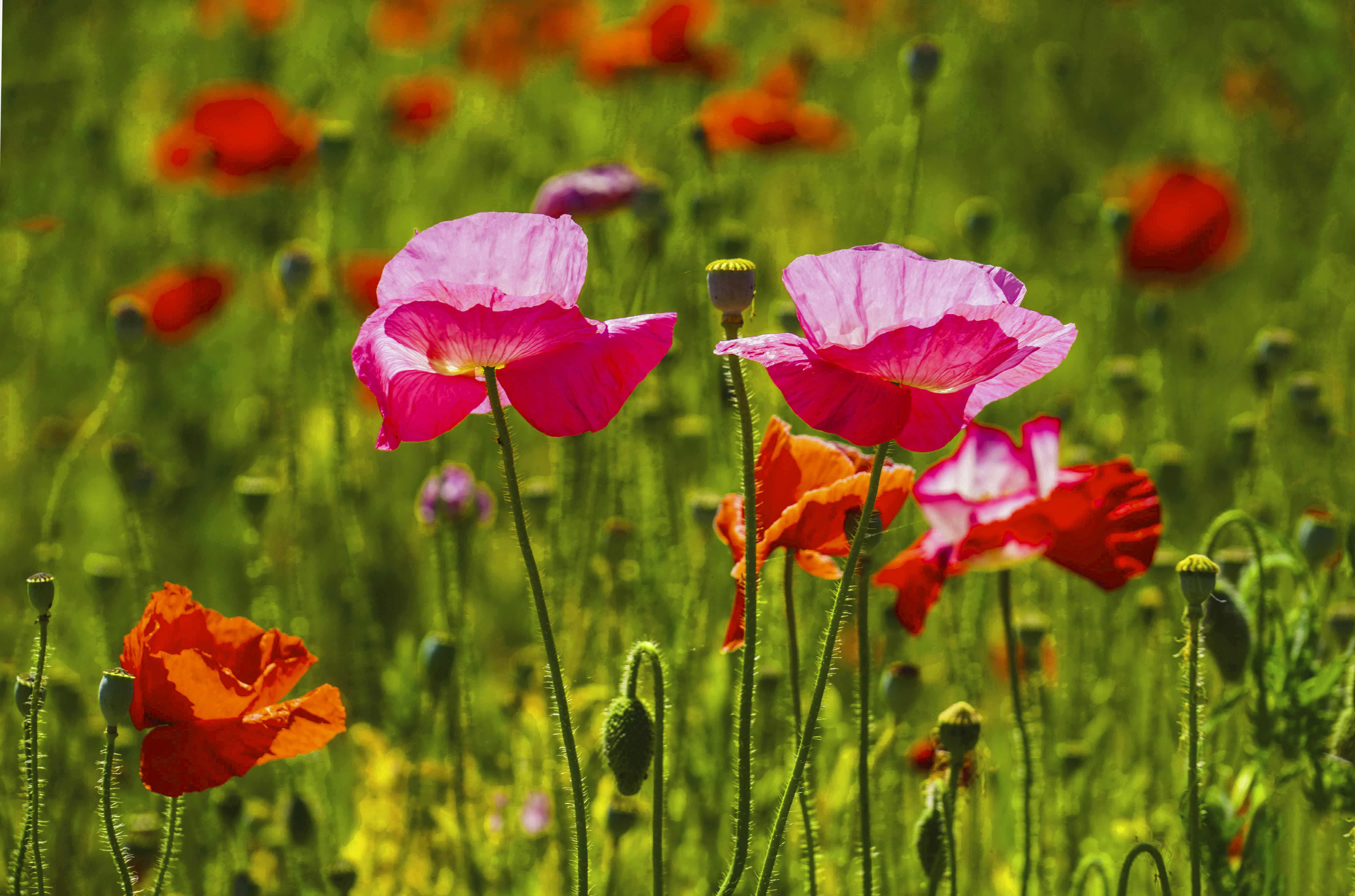 크기변환_DSC09571 사본.jpg