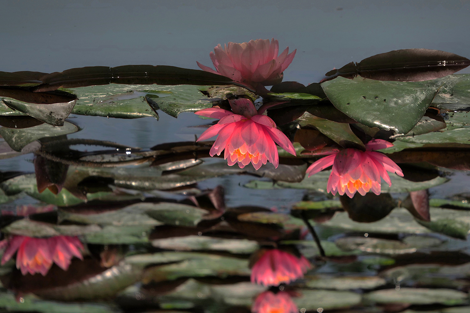 P5310021 (2) (2).jpg