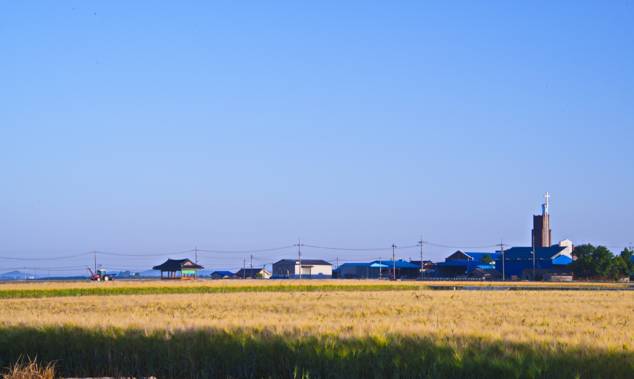 보리밭 풍경.jpg