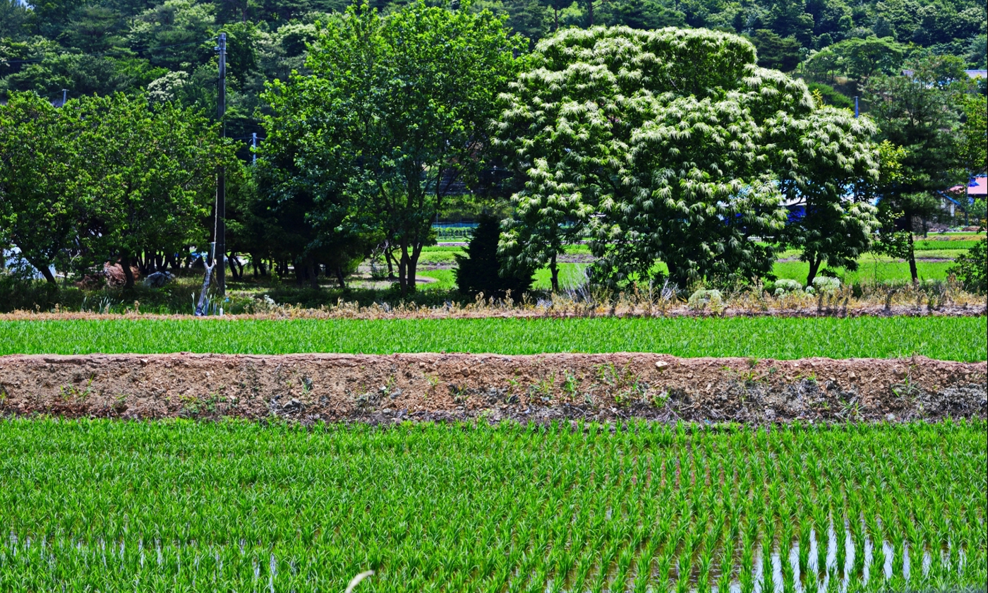 여름으로 가는 길.jpg