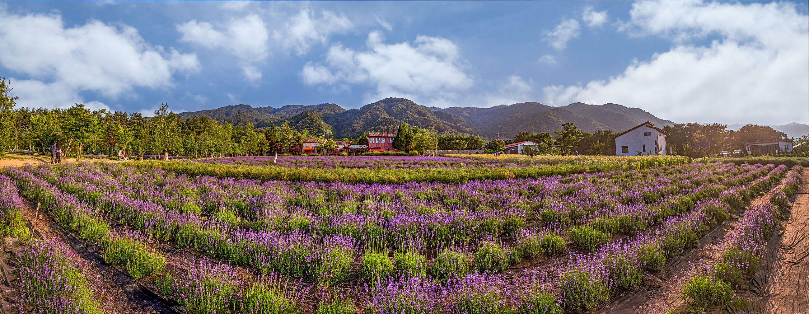 라밴다 파노라마-3.jpg