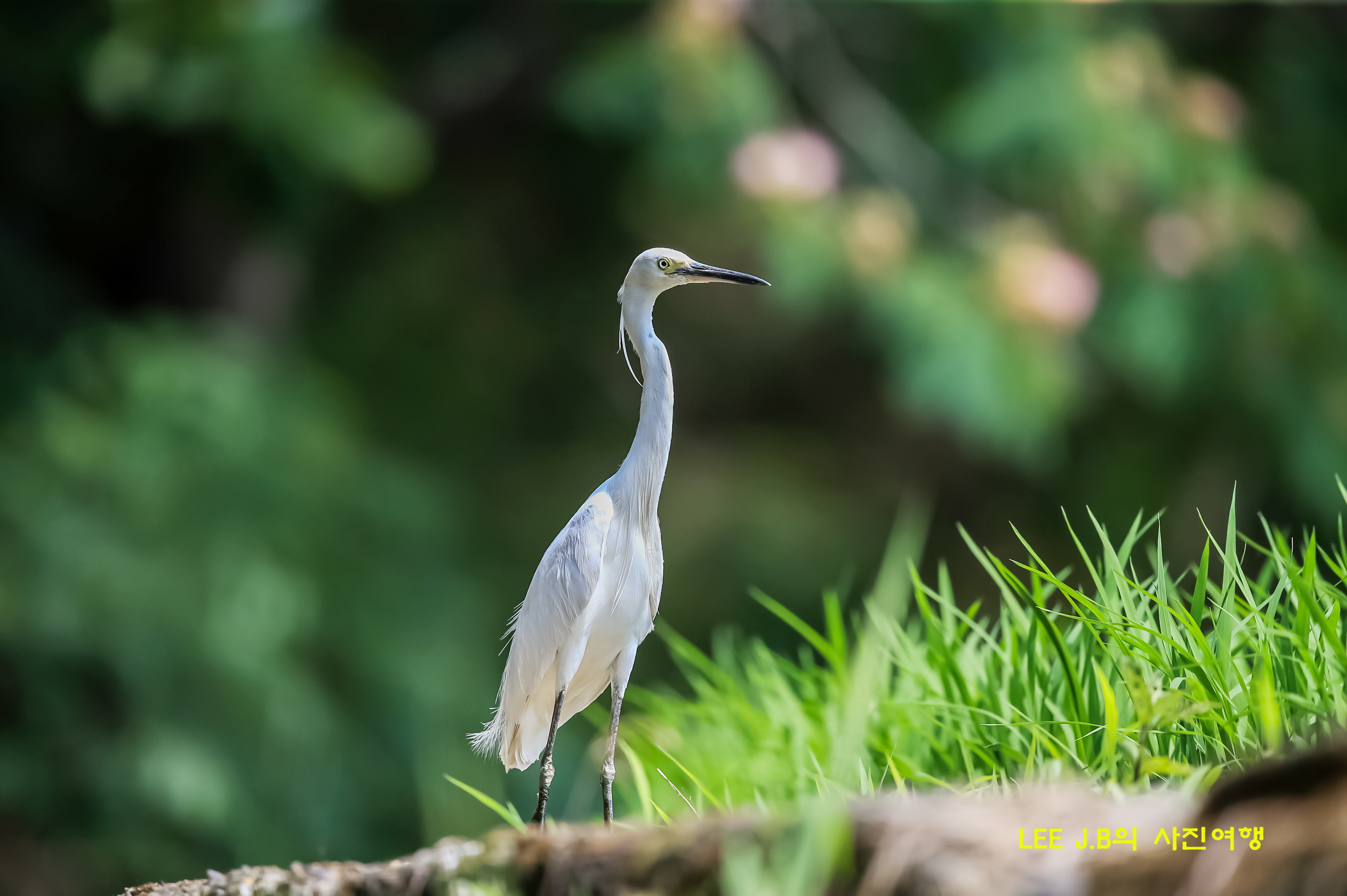 20220703-범서 (1).JPG