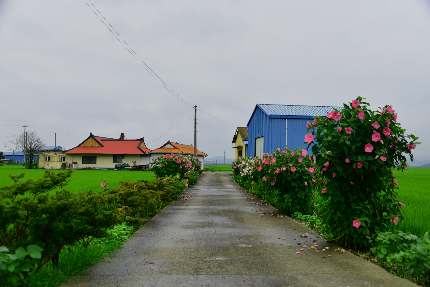 꽃이 있는 마을.jpg