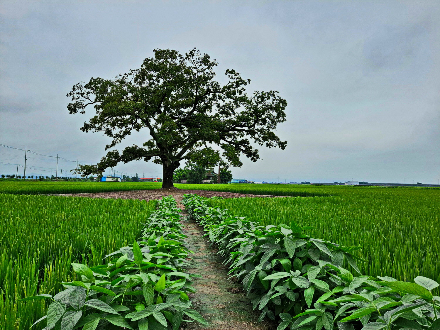외롭지 않은 나무.jpg