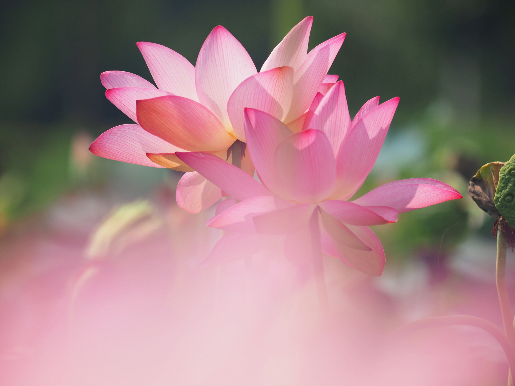 P8140403 (1)0001.JPG