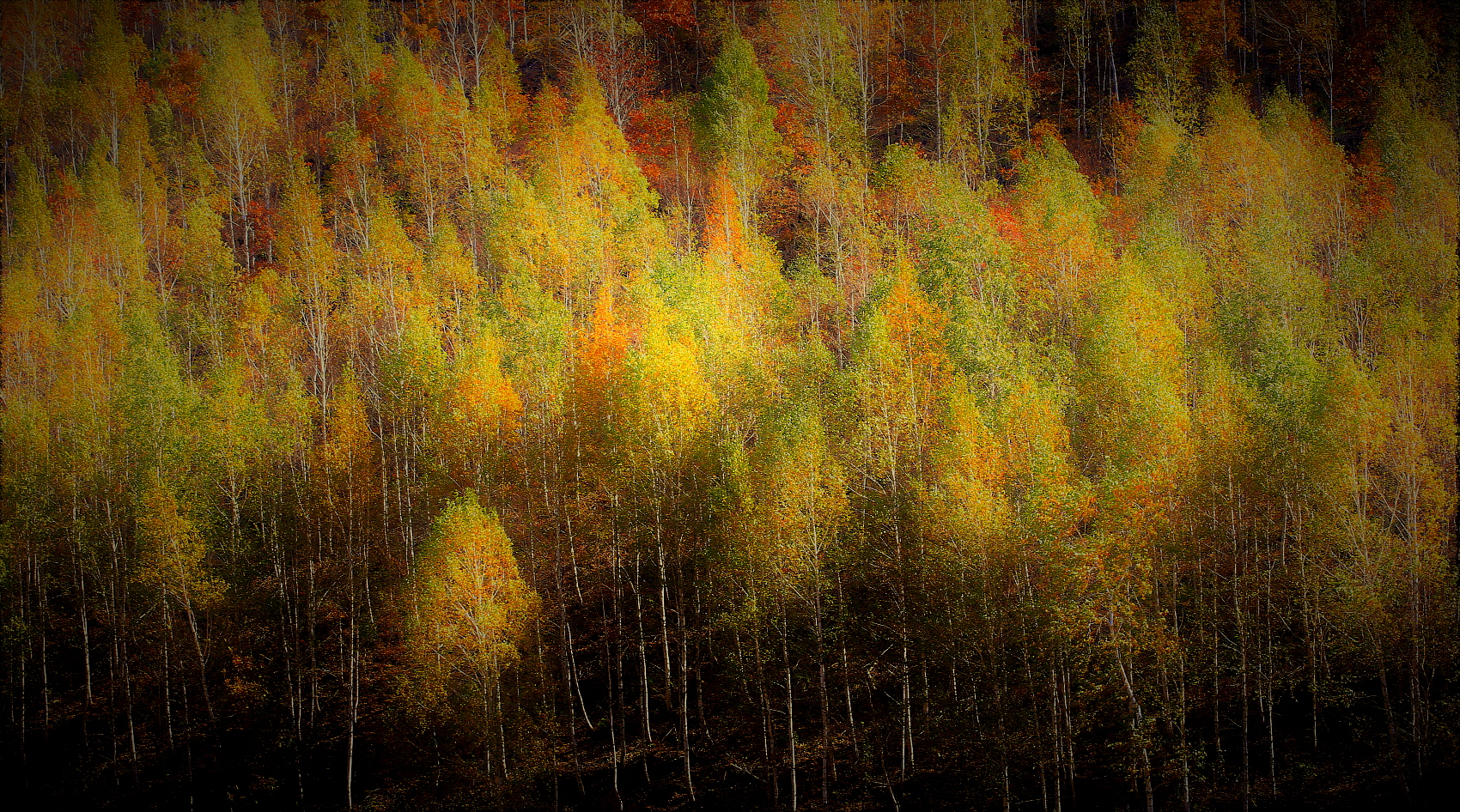 자작나무_44A8858 (2).JPG