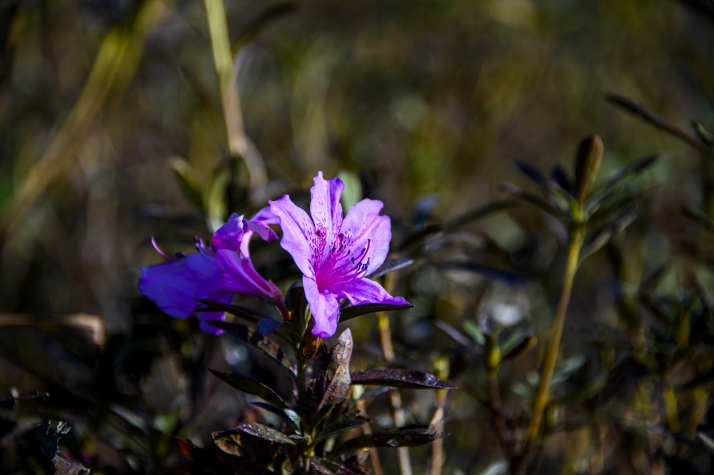 [크기변환]2200slzhs z7_31.JPG