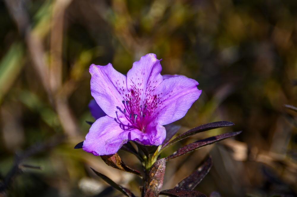 [크기변환]2200slzhs z7_32.JPG