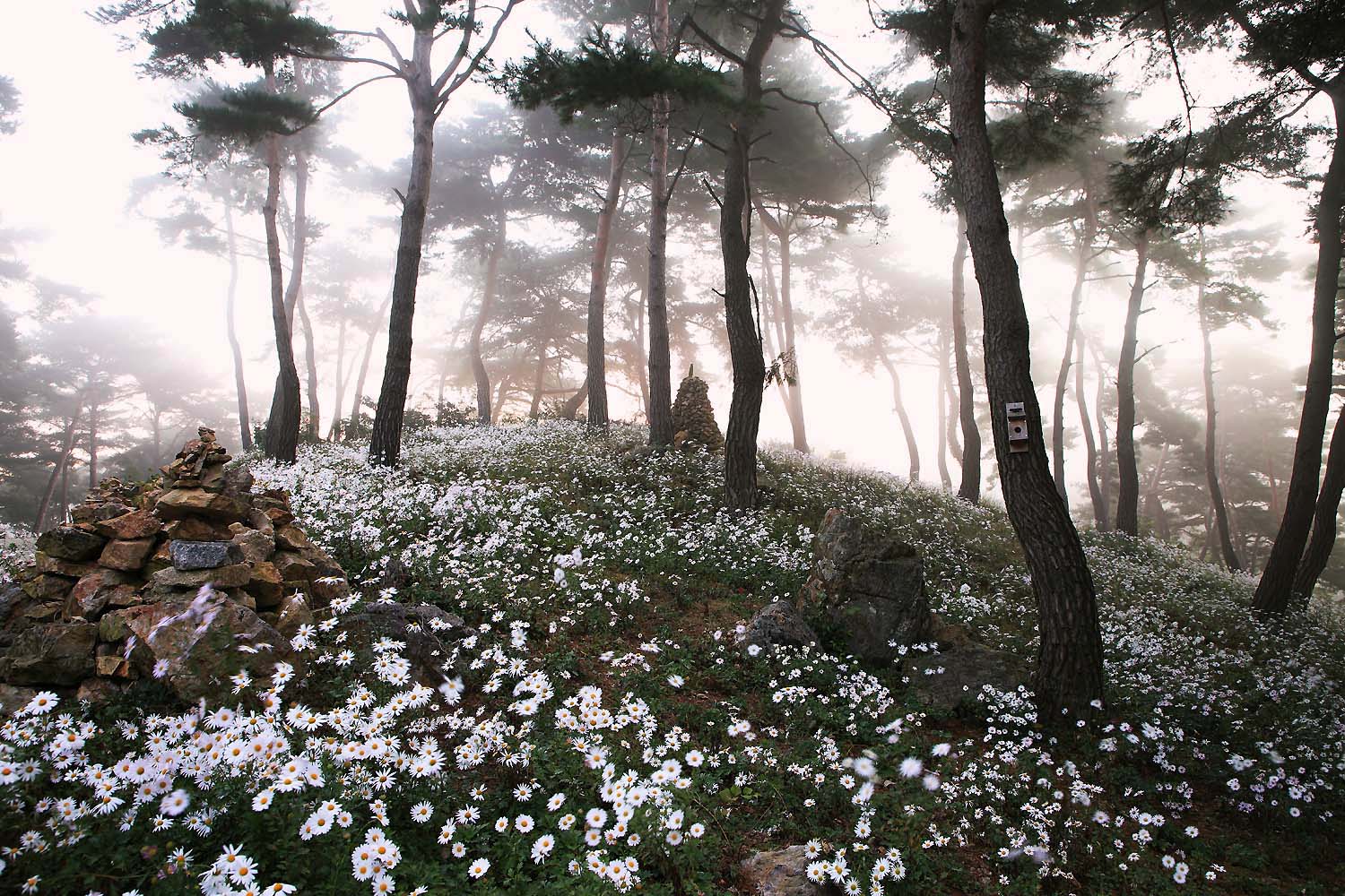 정읍 구절초4.JPG