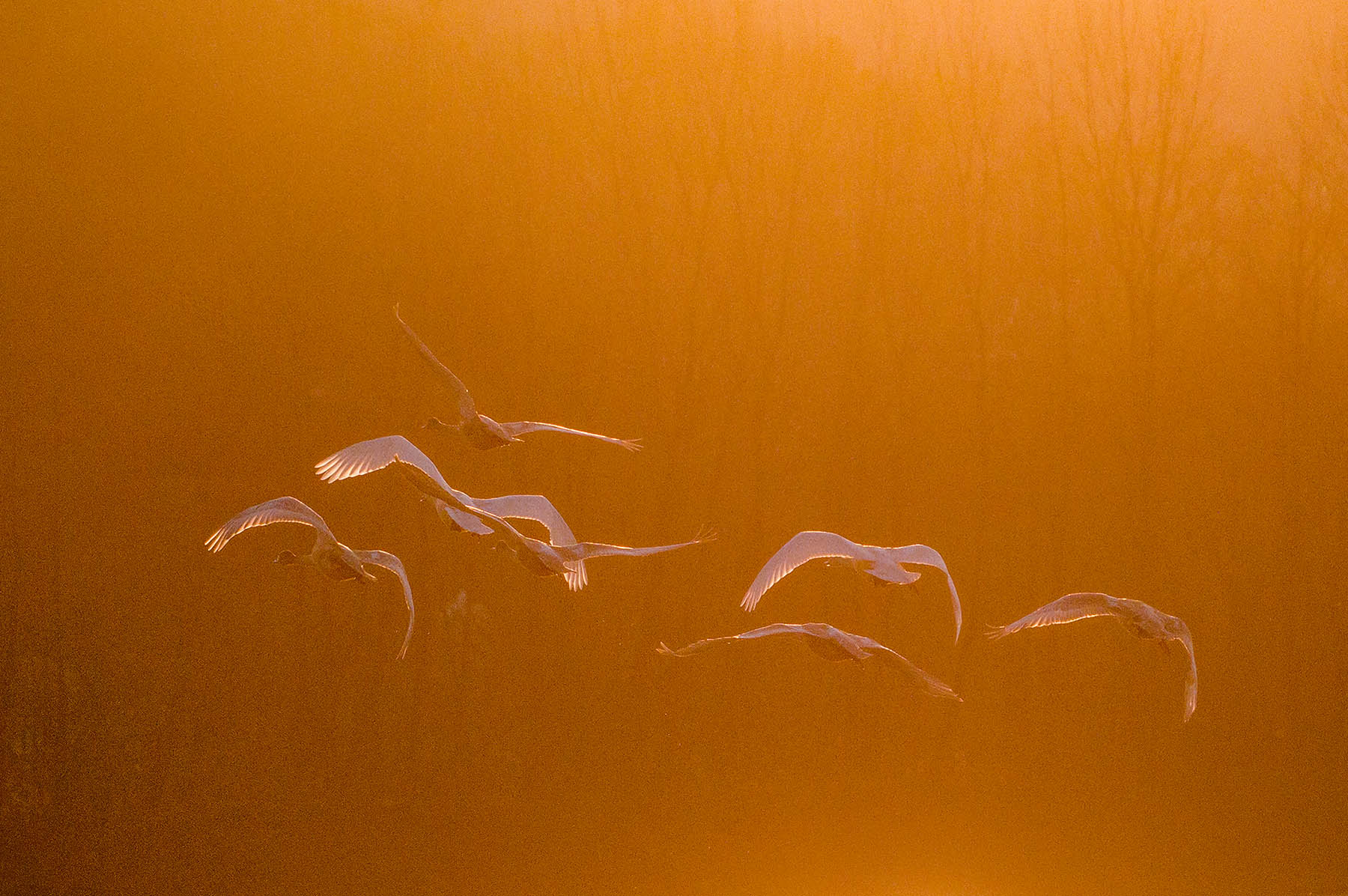 W-0260 as Smart Object-1-C.jpg