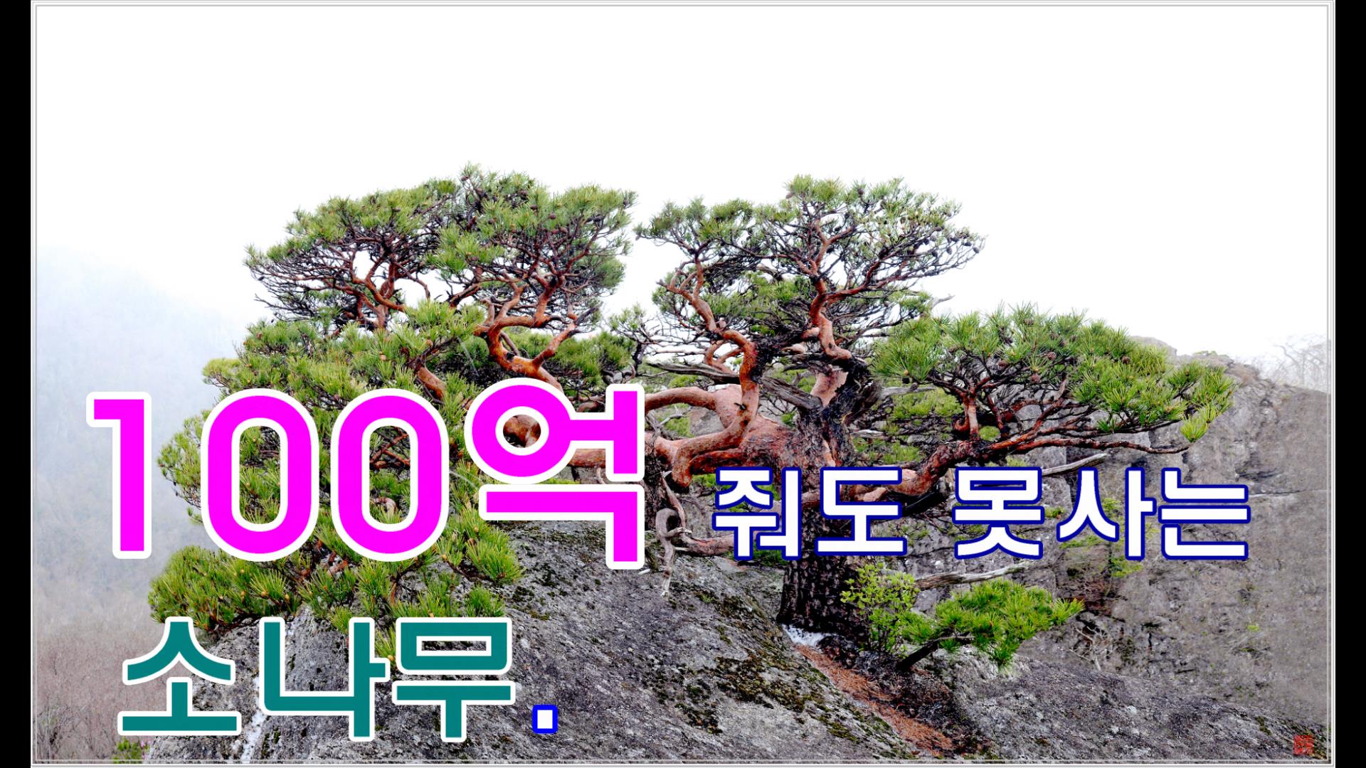 Snapshot(11)100억 소나무.jpg