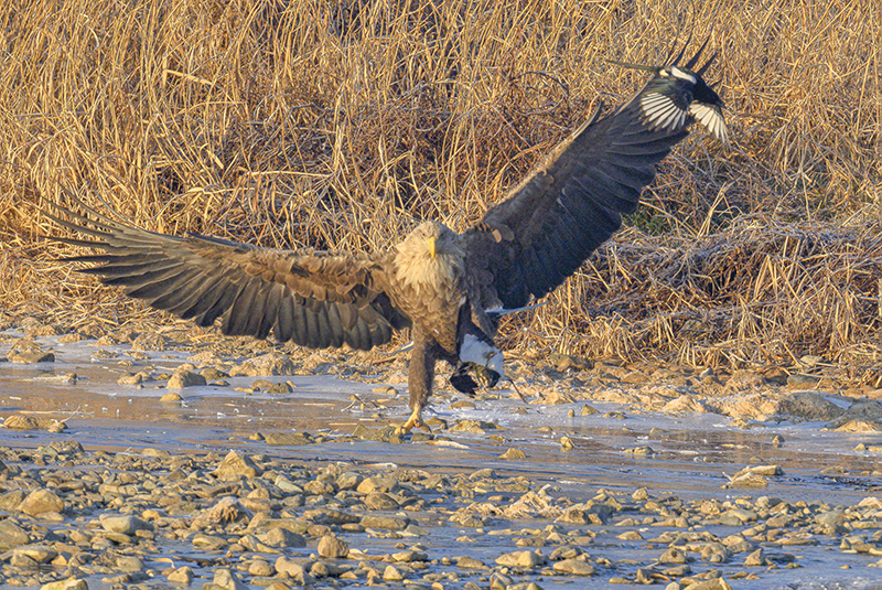 DSC_4231-향상됨ㅡㅡ1-향상됨ㅡ클라.jpg