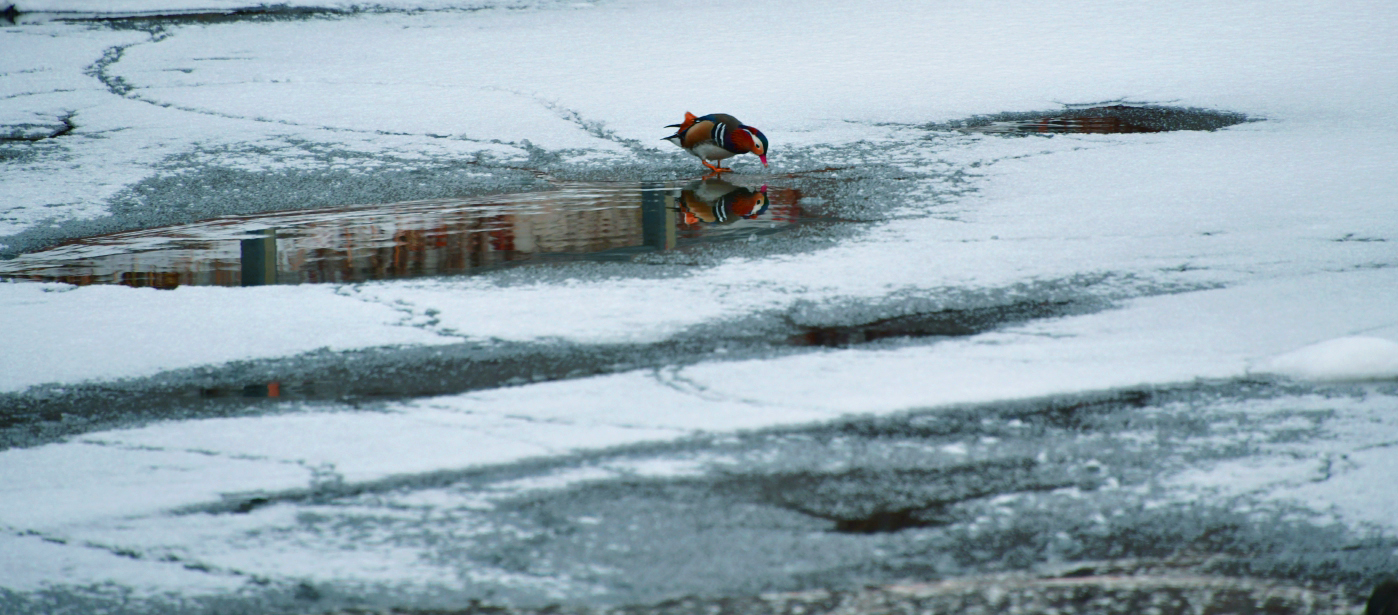 원앙이의 여유.jpg